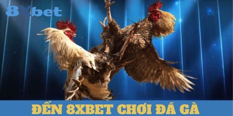 Đá gà là một trong những dịch vụ cá cược đặc sắc tại 8XBET